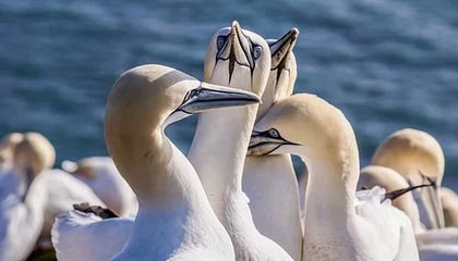 开云App：开启智能生活新体验